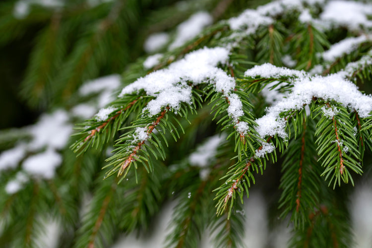Frosted Evergreen
